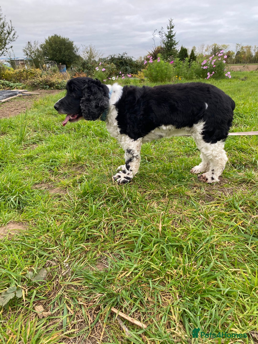 Cocker Spaniel dogs for sale: cocker spaniel girl - Image 6