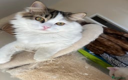 Persian cats for sale: Beautiful Persian ready to go - Image 4