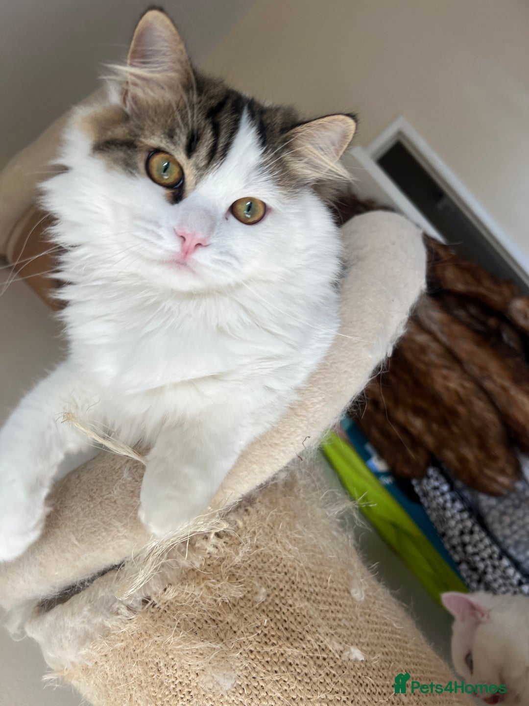 Persian cats for sale: Beautiful Persian ready to go - Image 4