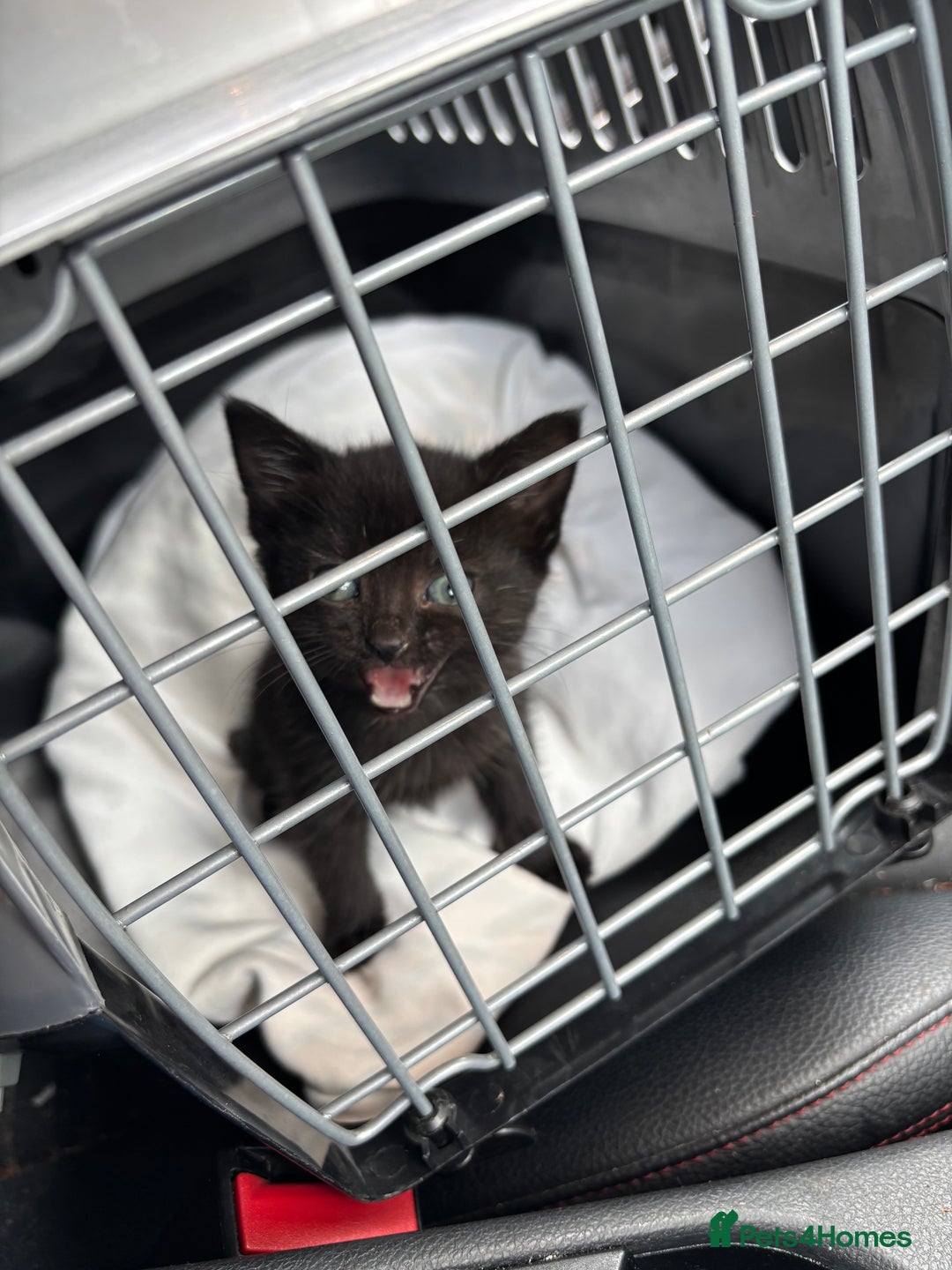 Mixed Breed cats for sale: 8 Week Old Female Kitten - Image 2