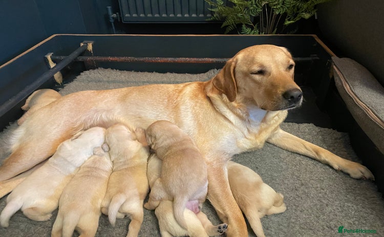 Labrador Retriever dogs - Advert 4