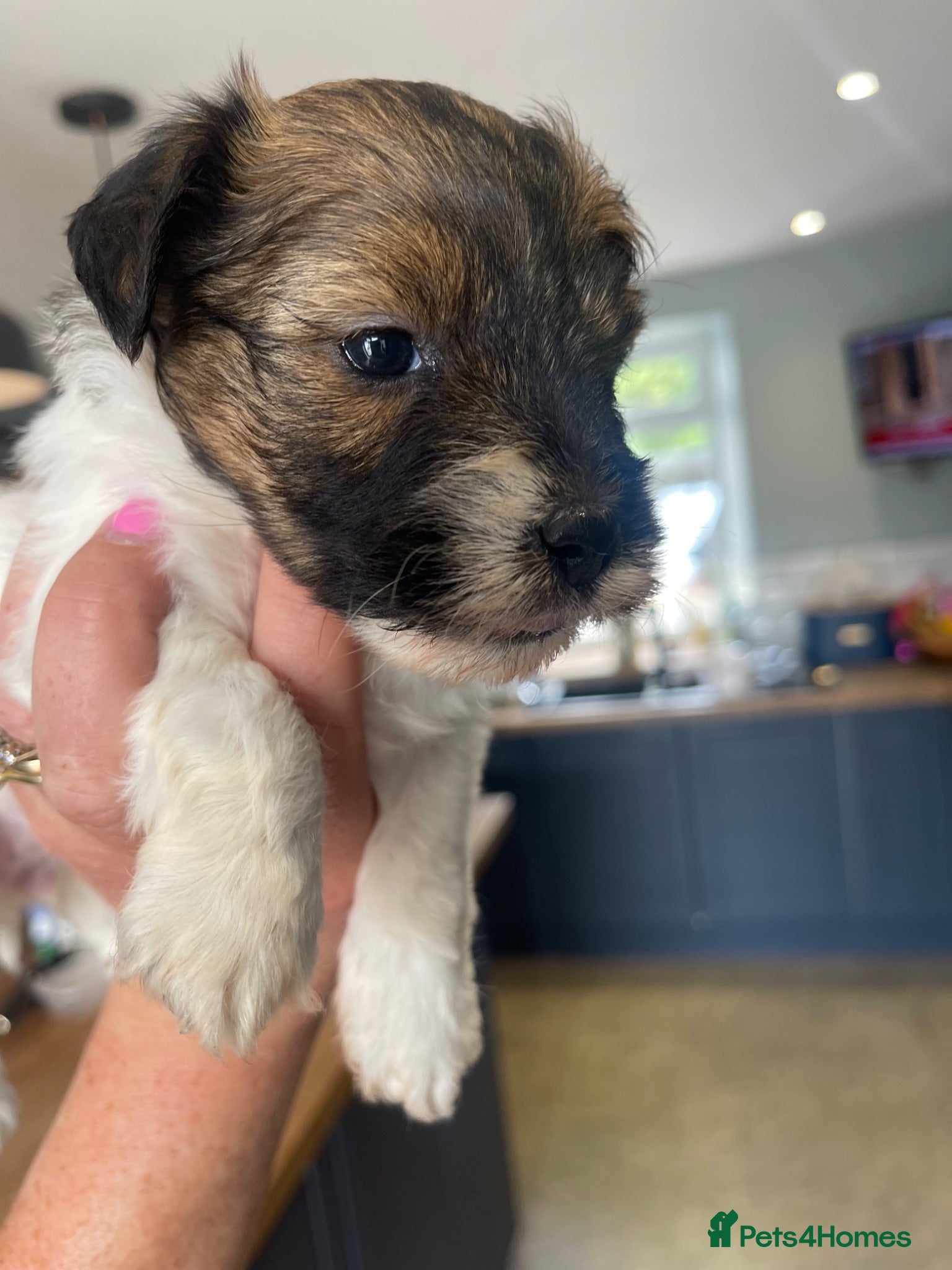 Jack Russell dogs Jack Russell rough coated for sale  - Advert 1