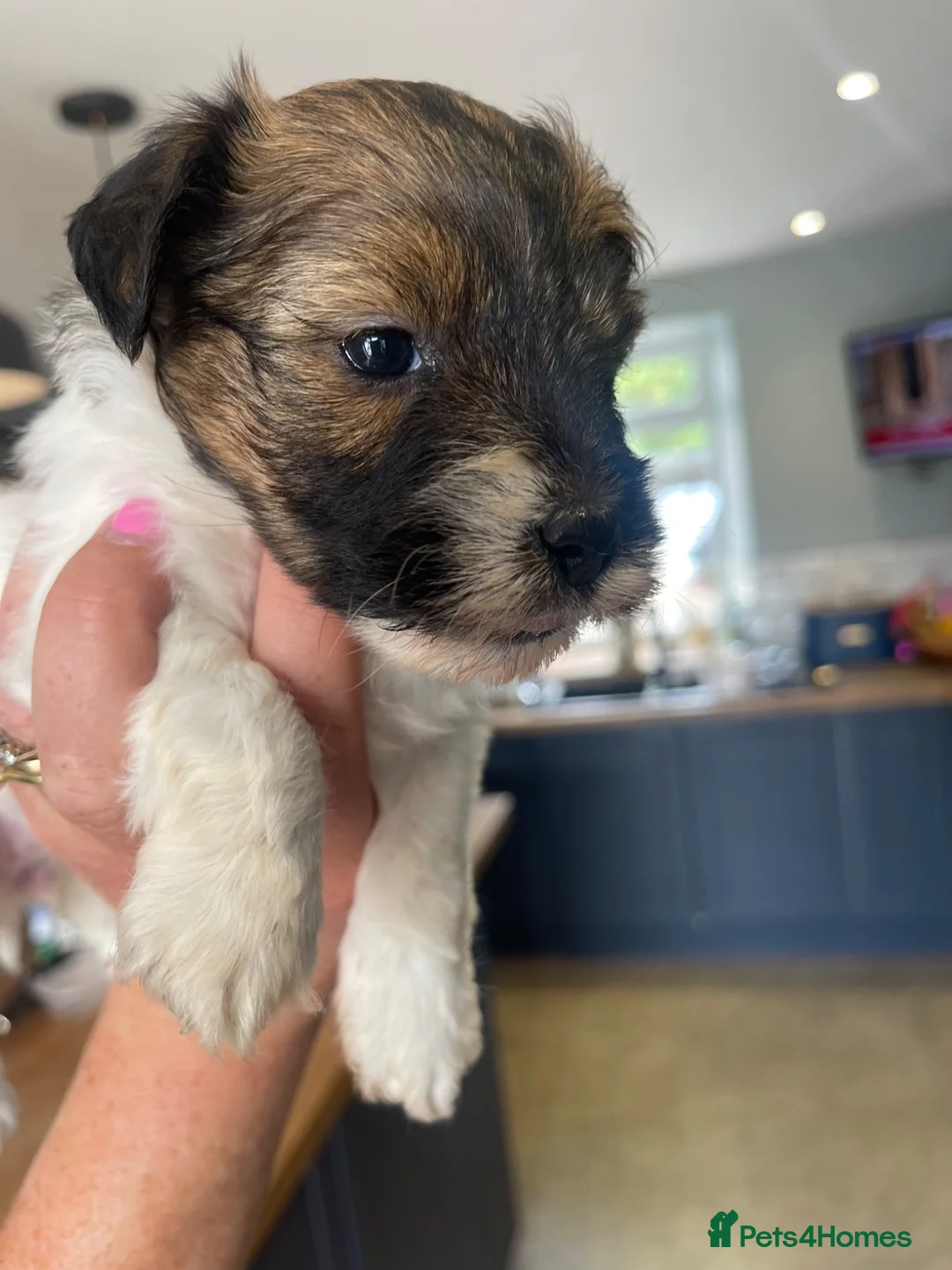 Jack Russell dogs for sale: Jack Russell rough coated for sale  - Advert 1
