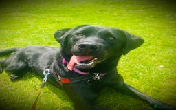 Labrador Retriever dogs for sale: ✨Gorgeous Labrador Puppies Ready for New Homes! ✨ - Image 15