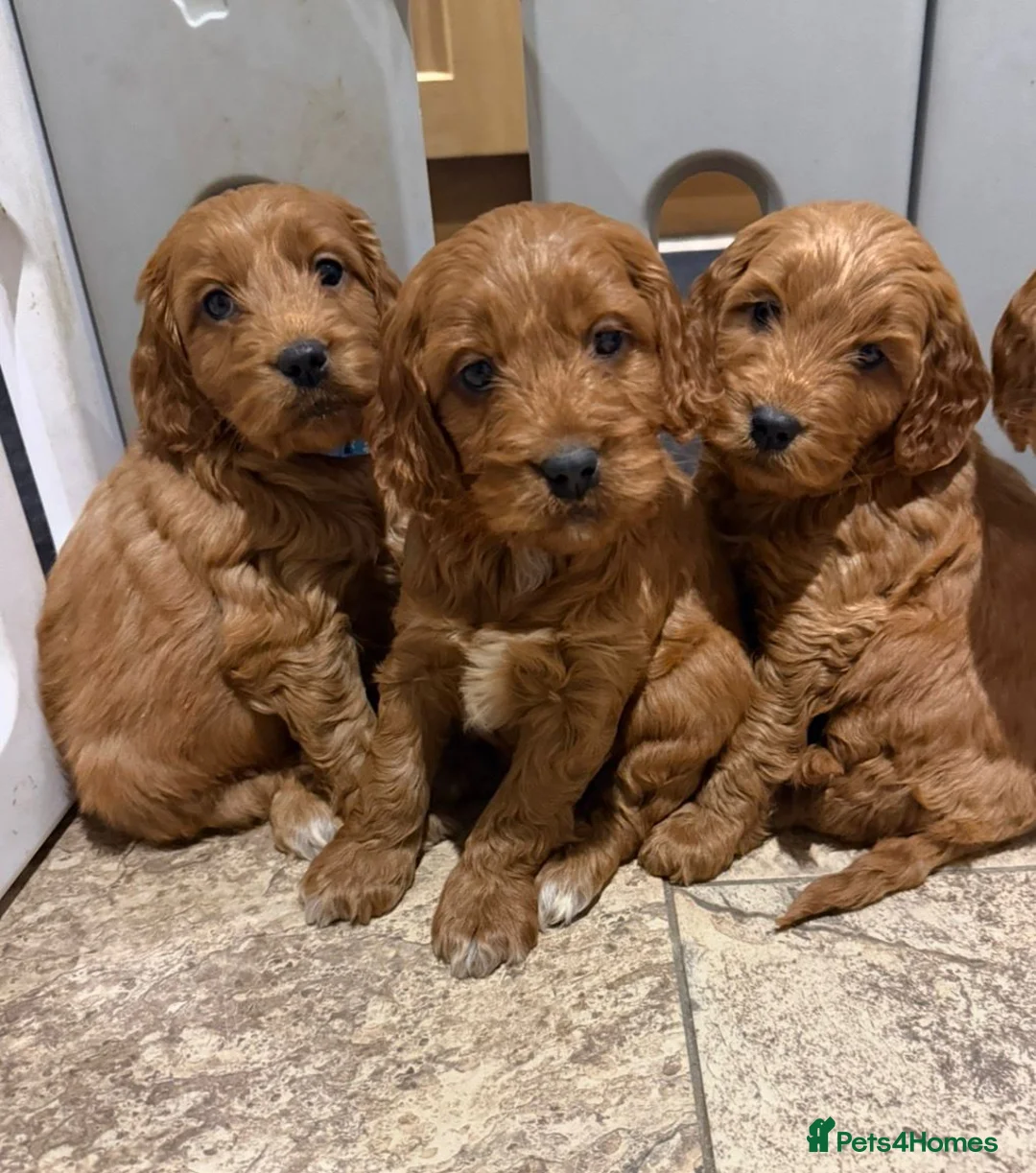 Cocker Spaniel dogs for sale: Cocker Spaniel Puppies - Advert 6