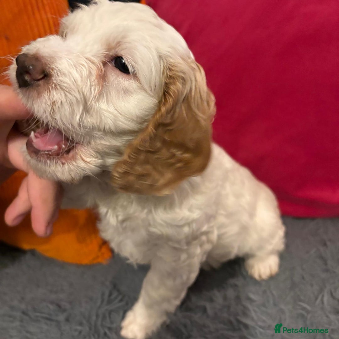Cockapoo dogs for sale: Stunning F2 cockapoo puppies  - Image 13