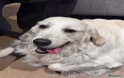 Golden Retriever dogs for stud: Looking for a Female Golden Retriever 🐾 - Image 2