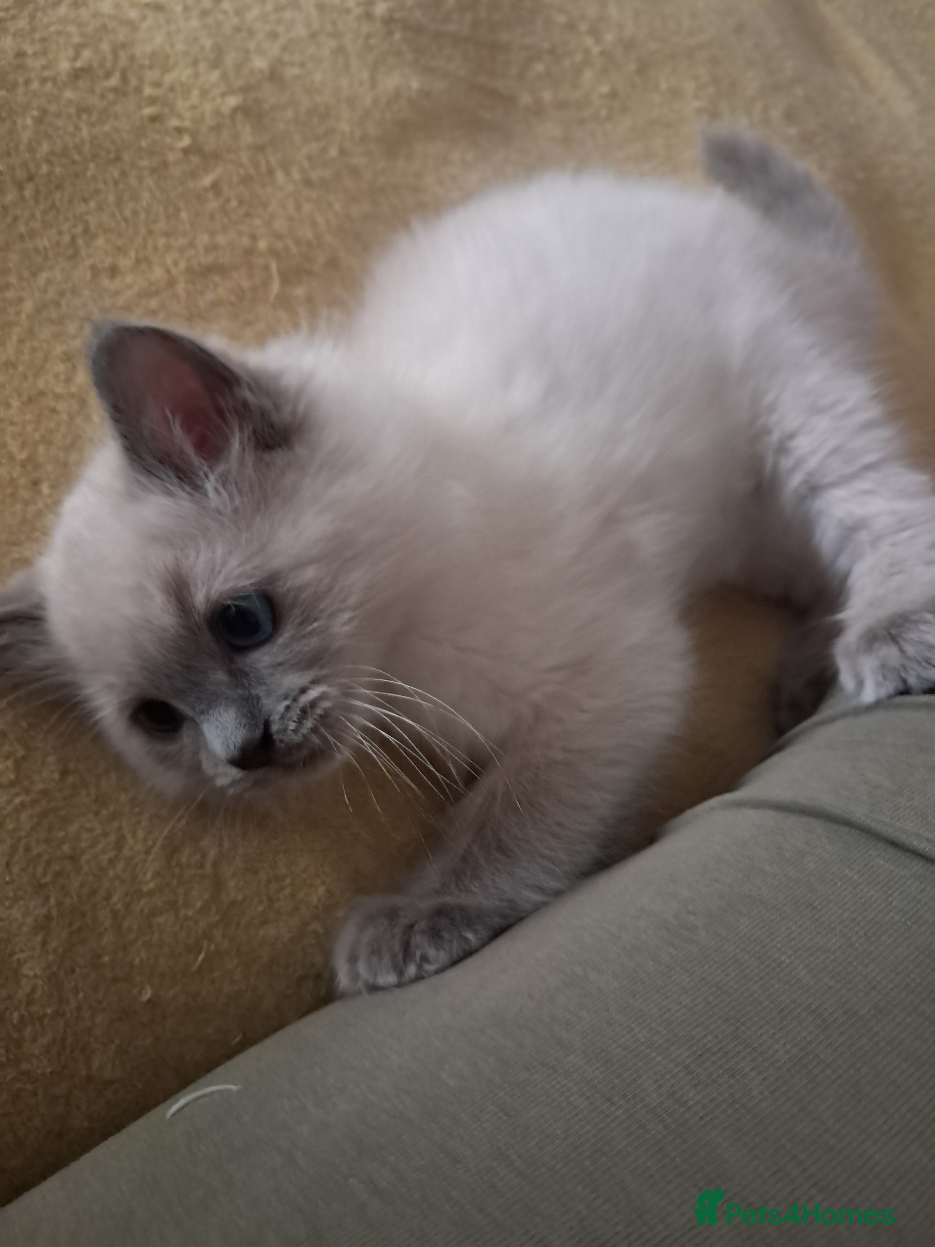 Ragdoll cats Pure bred beautiful Ragdoll kittens - Advert 2