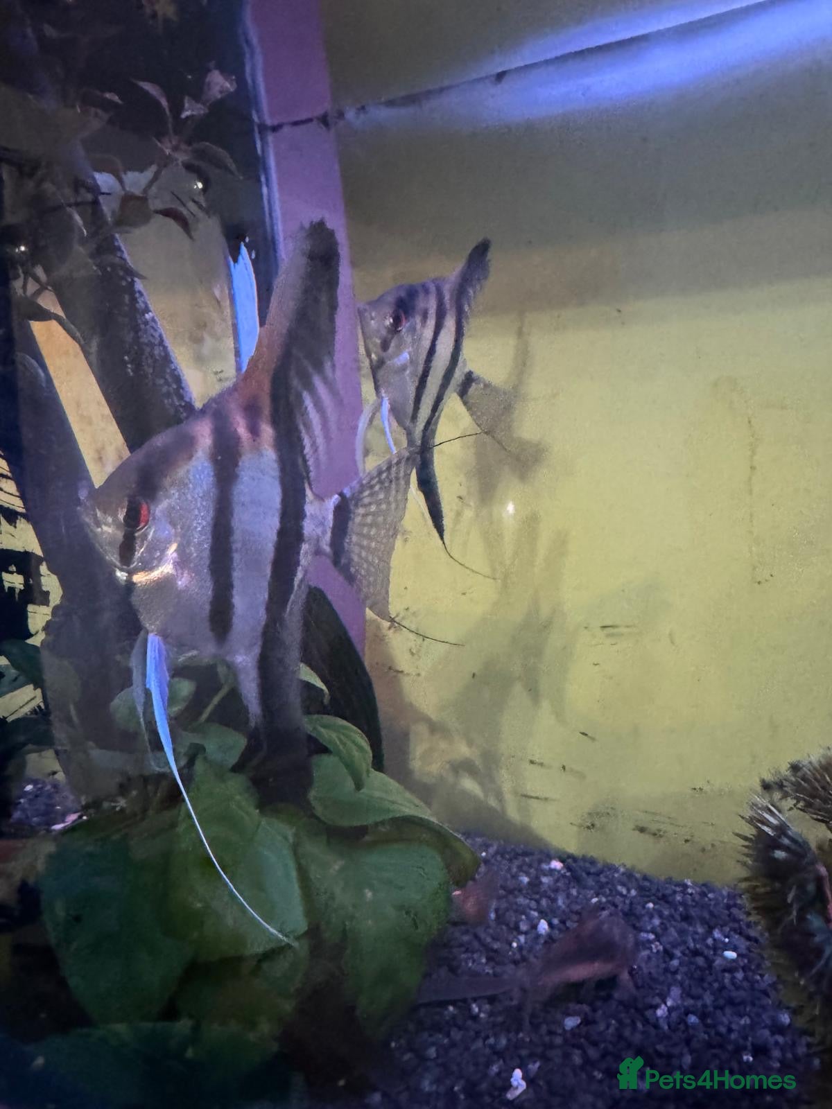 Angelfish fish Breeding pair  - Advert 1