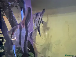 Angelfish fish Breeding pair - Advert 1