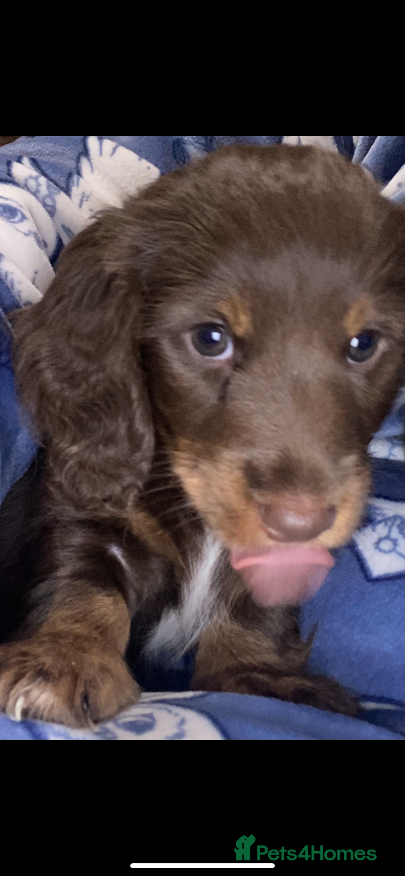 Miniature Dachshund dogs Stunning kc reg long haired mini dachshund pups  - Advert 5