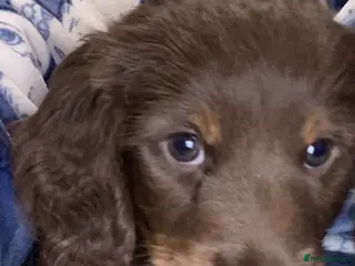 Miniature Dachshund dogs Stunning kc reg long haired mini dachshund pups - Advert 5