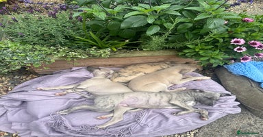 Whippet dogs - Advert 6