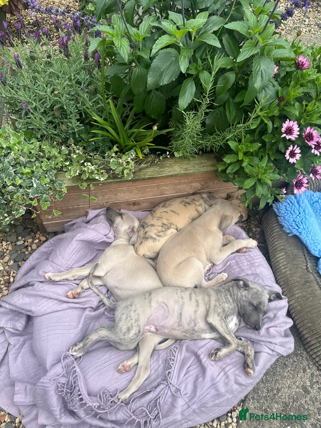 Whippet dogs for sale: Beautiful whippet dog puppies - Image 3