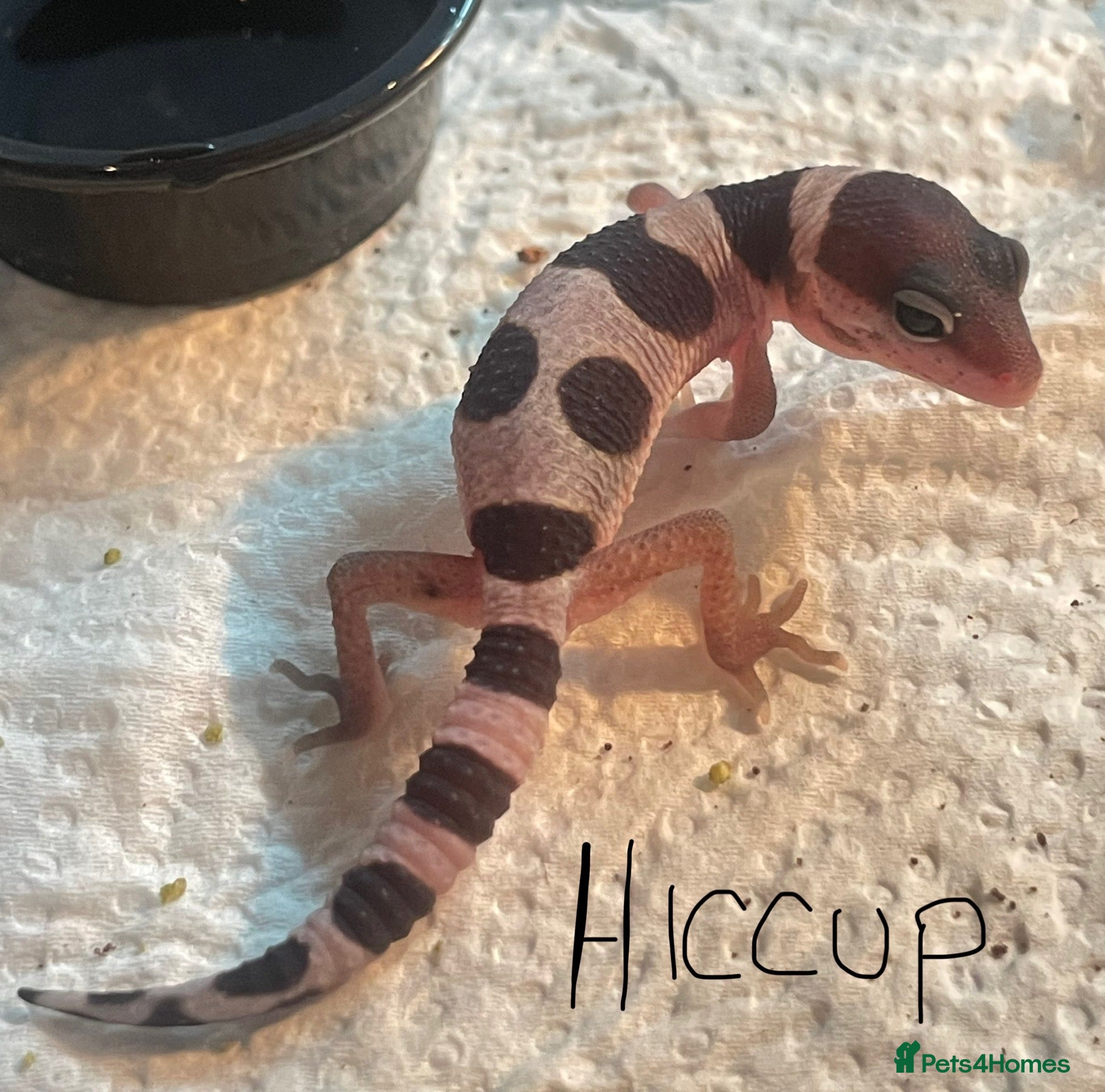 Leopard Gecko reptiles Hatchling Leopard Geckos - Advert 1