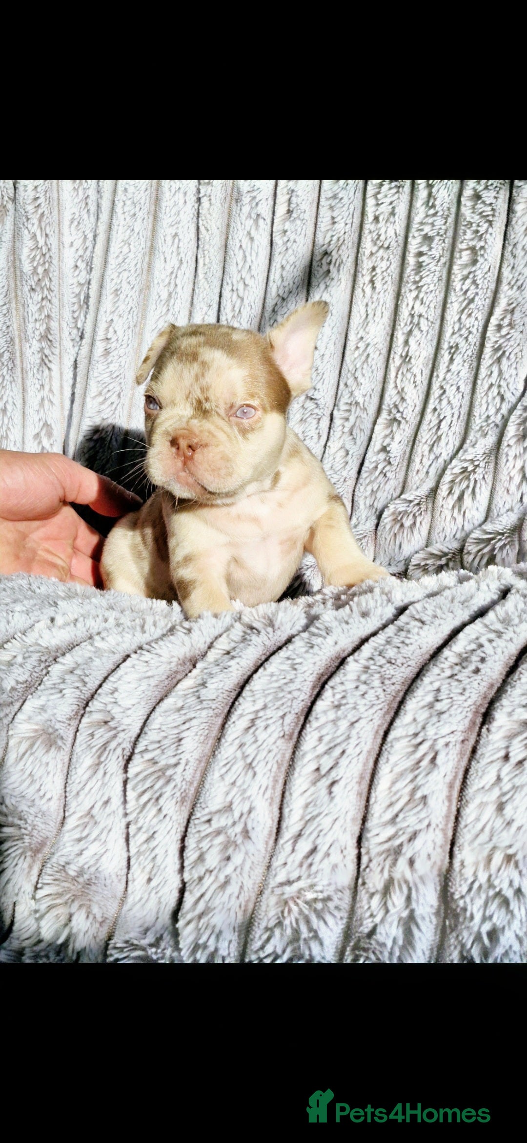French Bulldog dogs for sale: Stunning puppies from £1500 - Advert 25