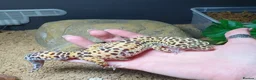 Leopard Gecko reptiles for sale: Zip the leopard gecko in Exeter - Advert 2