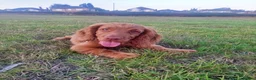 Cocker Spaniel dogs for sale: Cocker spaniel female 1 year old  in Rotherham - Advert 5