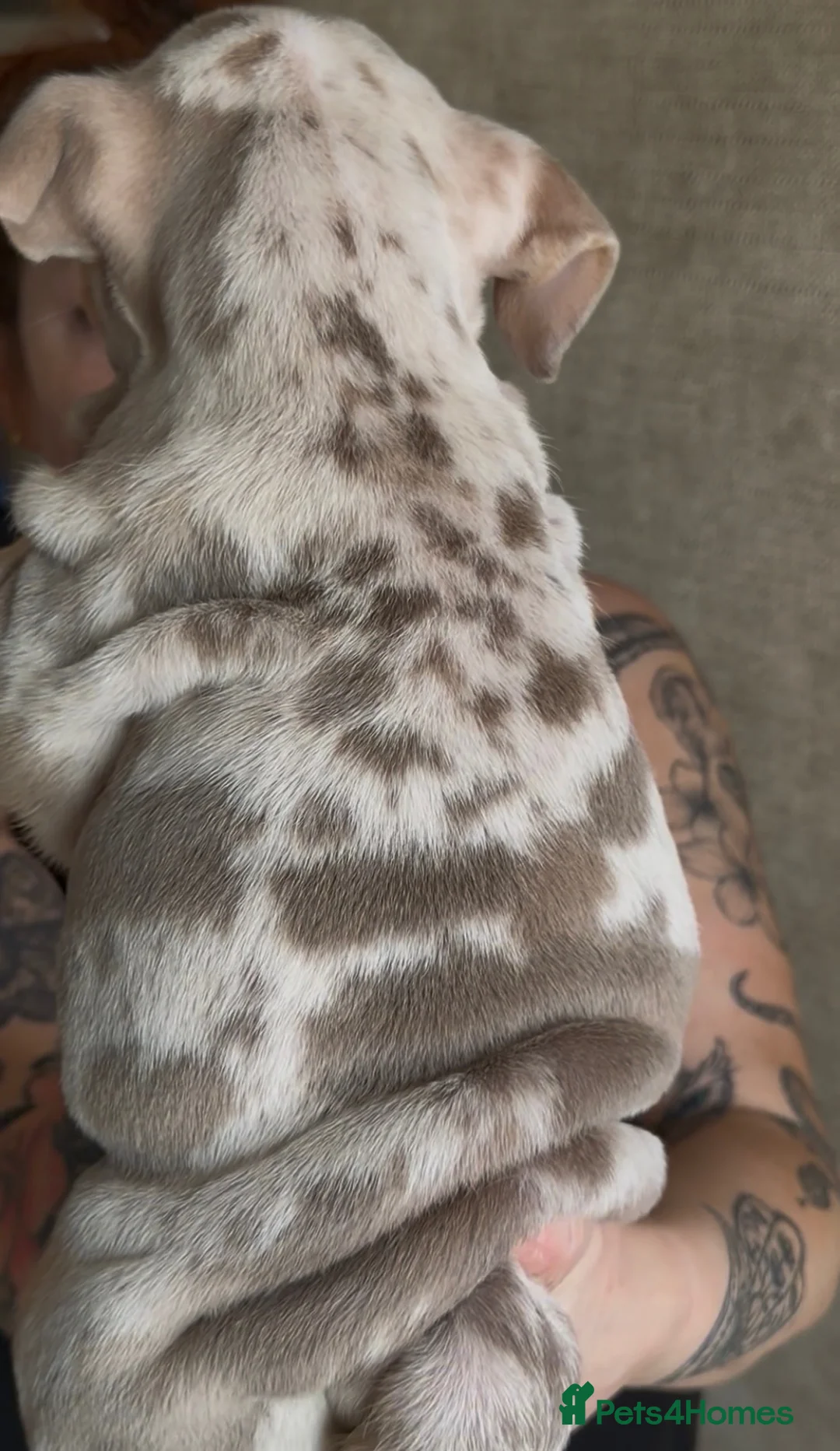 English Bulldog dogs for sale: 🏆 💙KC reg ENGLISH BULLDOG pup parents 🧬 🏅🏆 - Advert 1