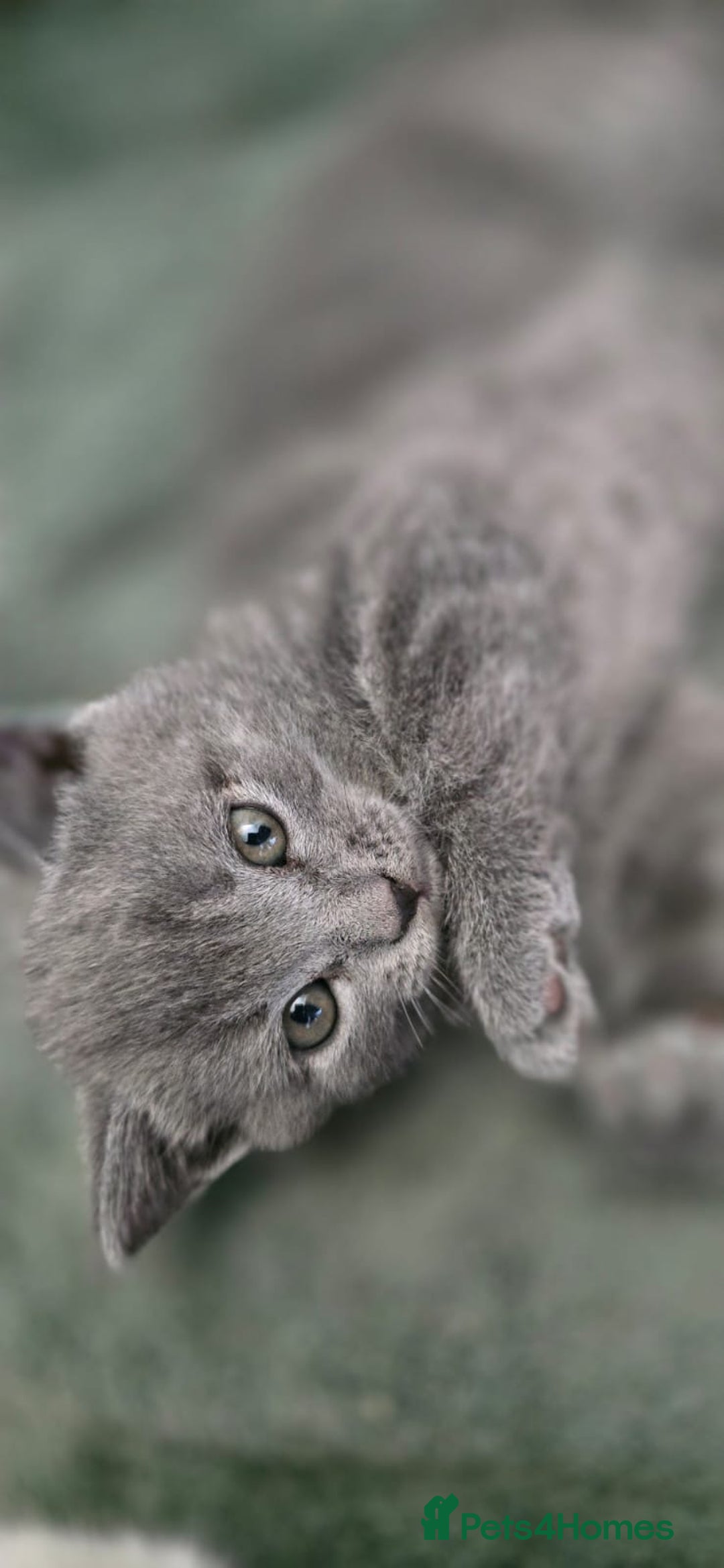Scottish Fold cats for sale: Charming Scottish Fold Kitten – Born 7th July  - Image 3