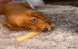 Cockapoo dogs for sale: 3 girl cockerspaniel/cockapoo pups left  - Image 3