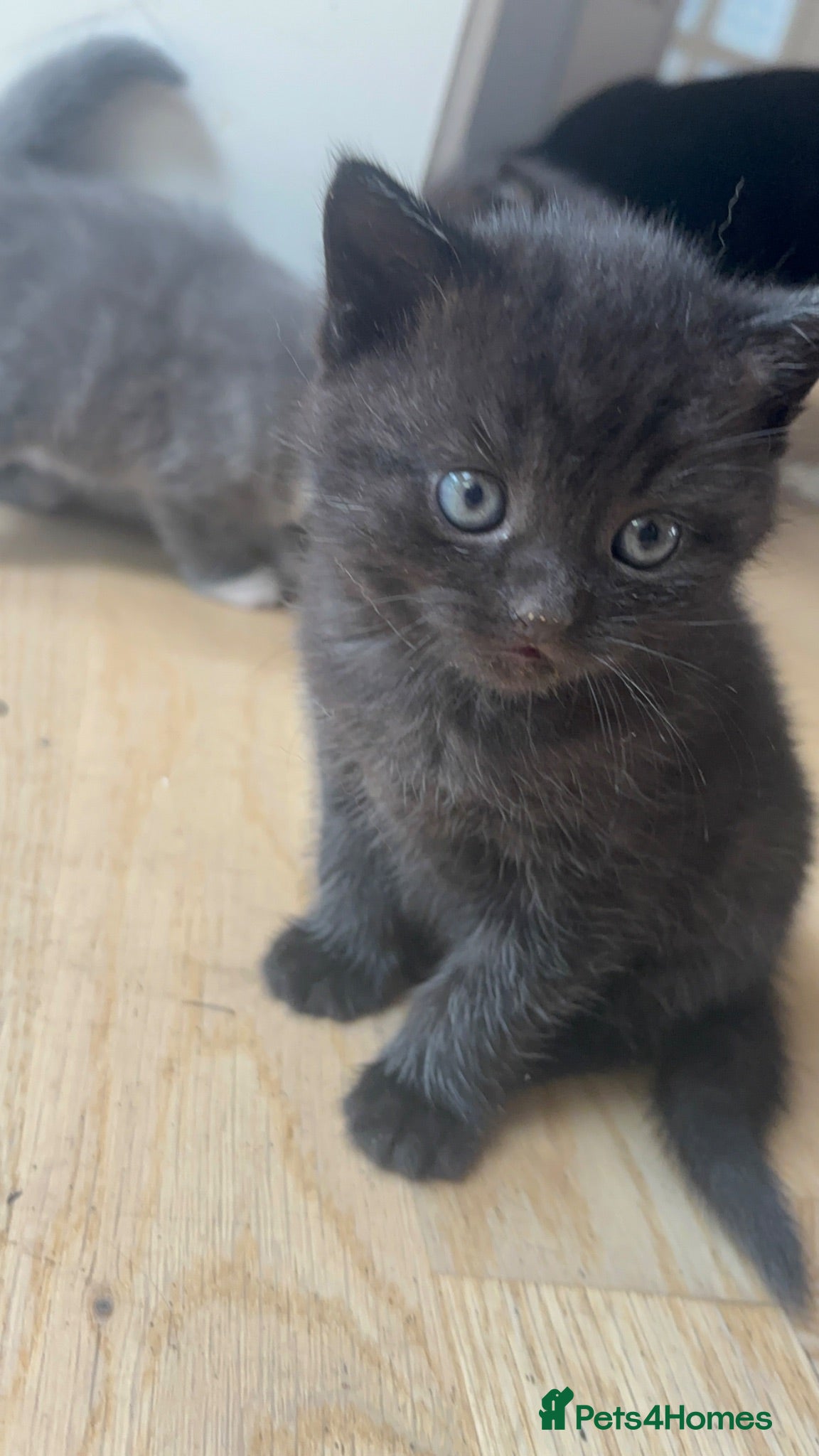 British Shorthair cats One black tabby male kitten available - Advert 1