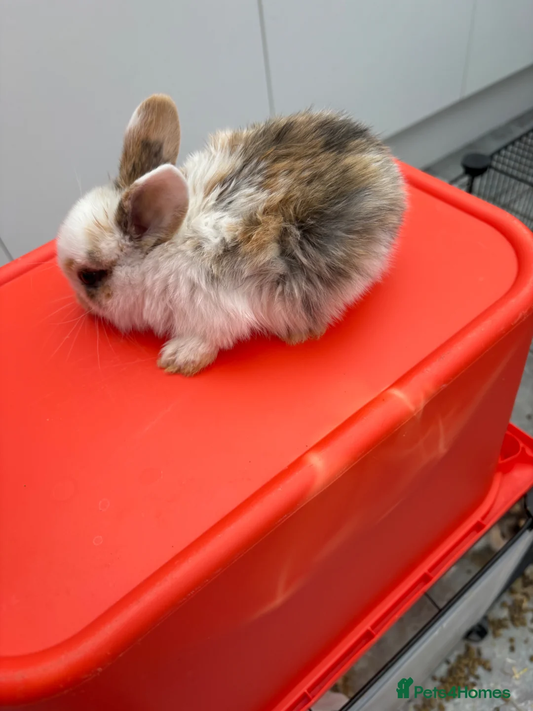 Dwarf Lop rabbits for sale: Bunnies looking for forever homes ❤️ - Advert 2