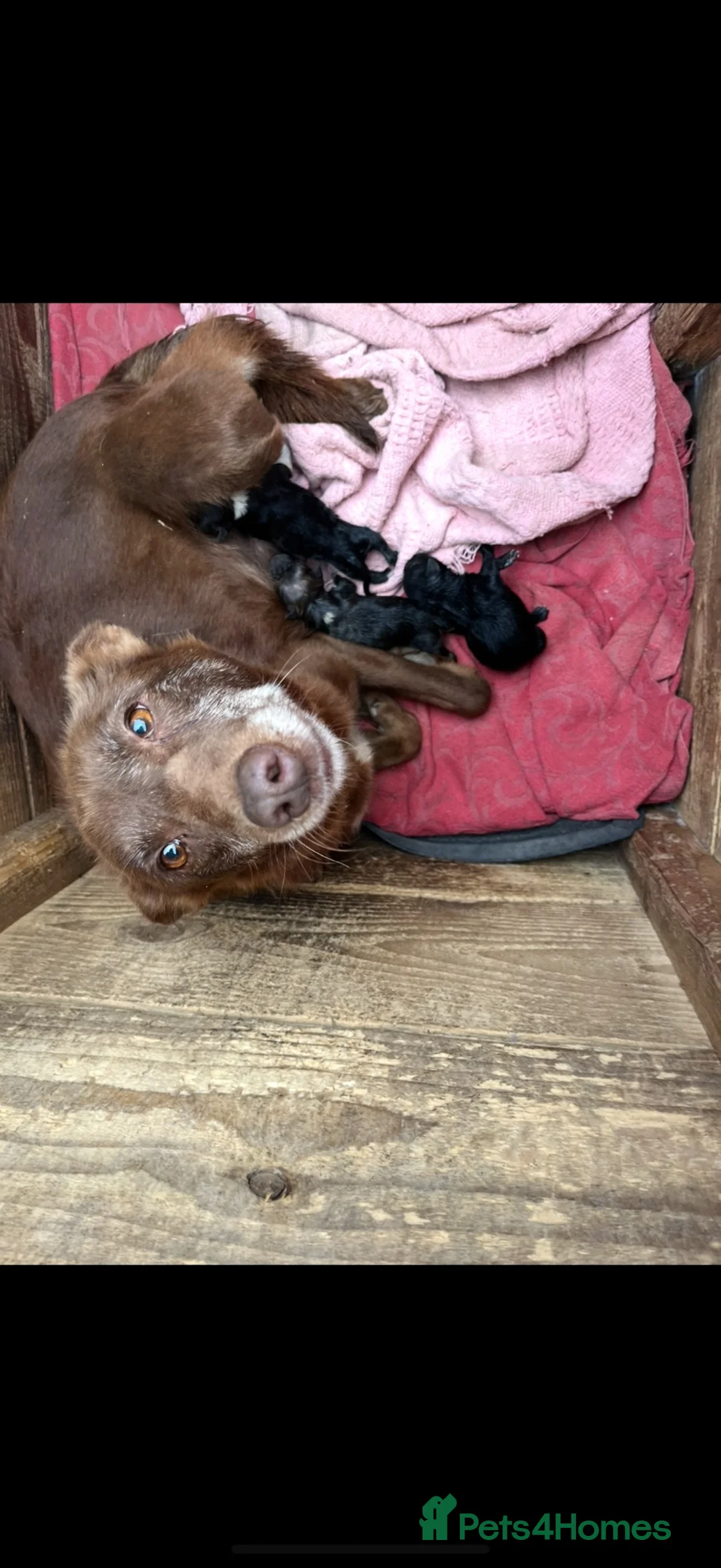 Mixed Breed dogs for sale: 6 kelpie cross collie pups  in Llandrindod Wells - Advert 1