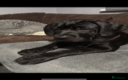 Cane Corso dogs for sale: Two beautiful cane corsos looking to be rehomed - Image 5
