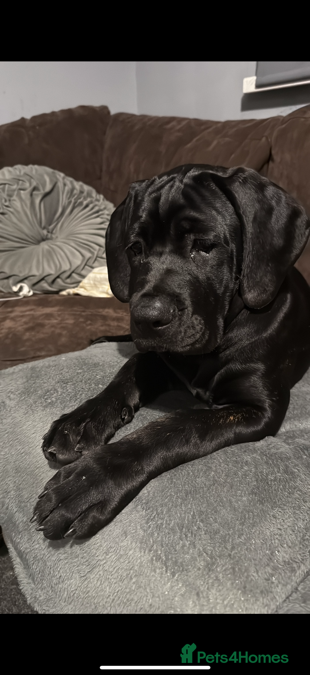Cane Corso dogs for sale: Two beautiful cane corsos looking to be rehomed - Image 5