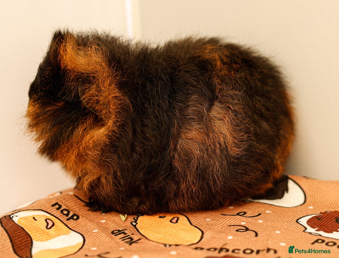 Guinea Pig rodents for sale: Female Swiss Guinea Pigs - Image 5