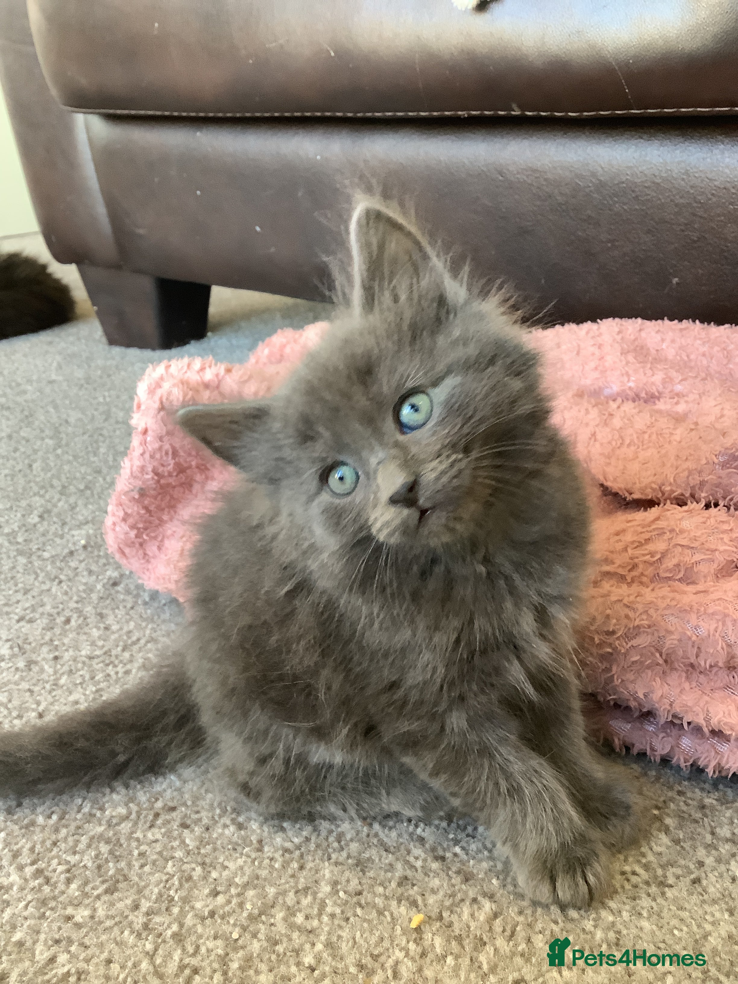 Russian Blue cats Russian blue/maine coon mix  - Advert 13