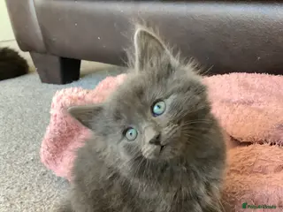 Russian Blue cats Russian blue/maine coon mix - Advert 16