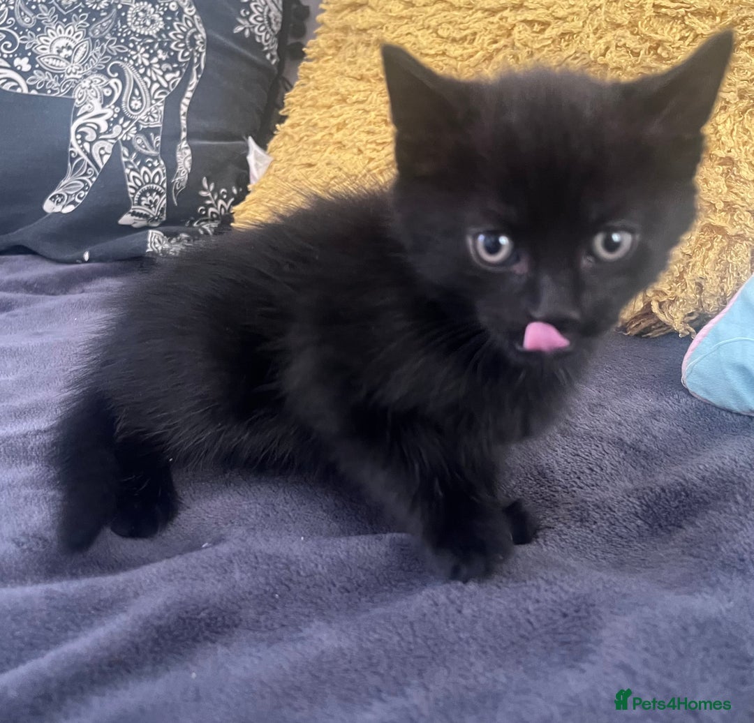 Mixed Breed cats for sale: Kittens for sale - Image 3