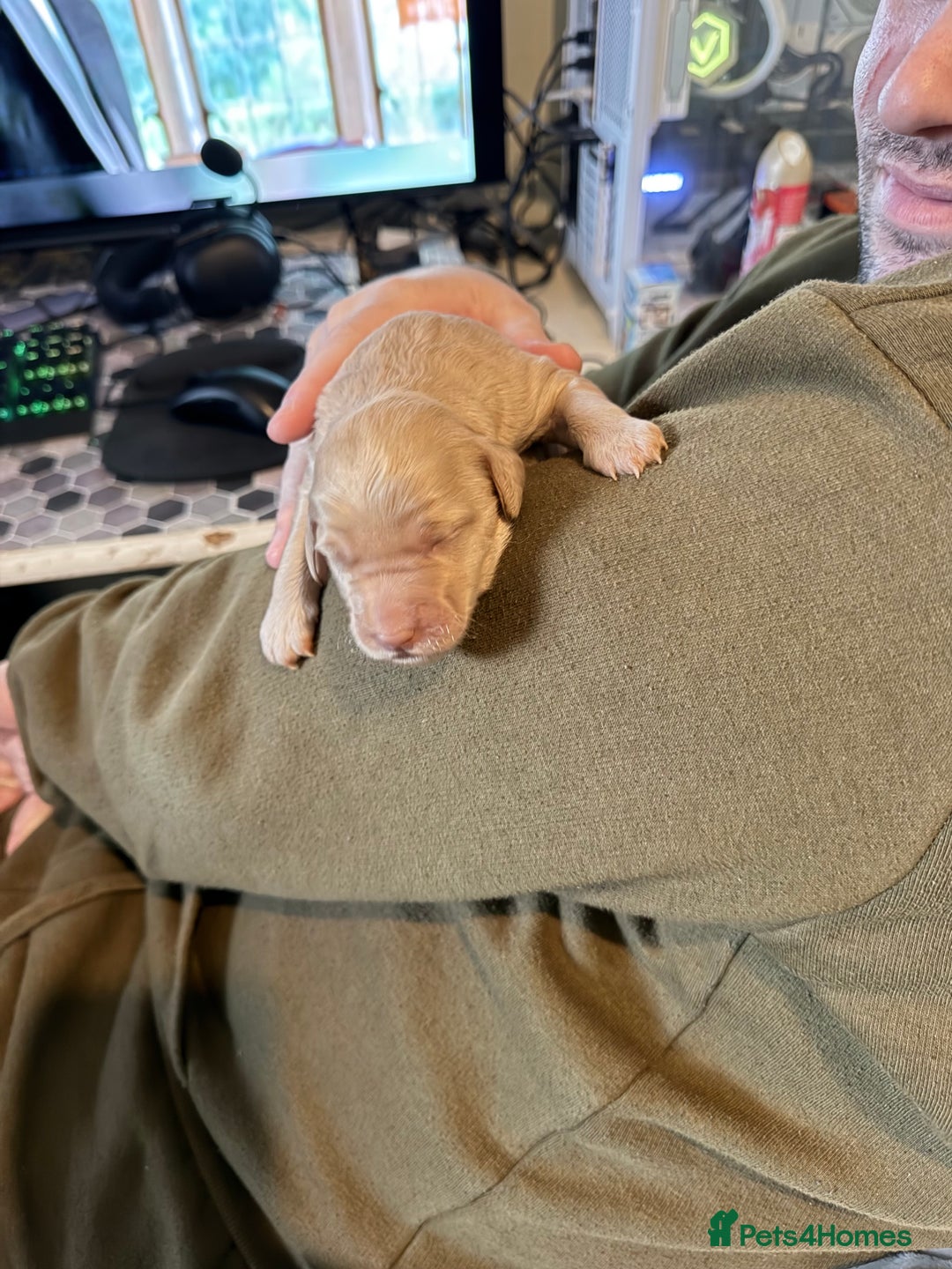 Australian Labradoodle dogs for sale: Labradoodle  - Advert 8