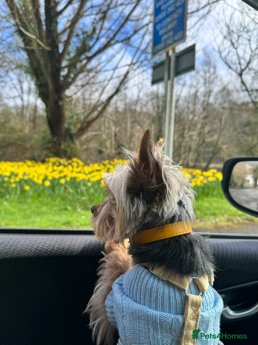 Yorkshire Terrier dogs for stud: Stud dog - Advert 2