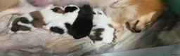 Pomeranian dogs for sale: pomeranian puppies  forsale in Blairgowrie - Advert 3