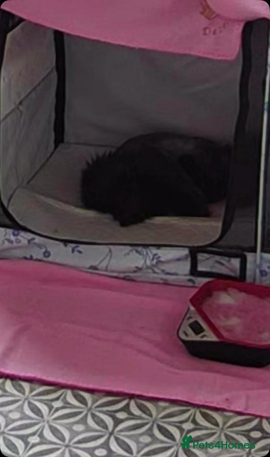 Persian cats for sale: Pedigree registered Persian kitten  - Advert 6