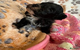 Maltipoo dogs for sale: F1 Toy Maltipoos - Image 38