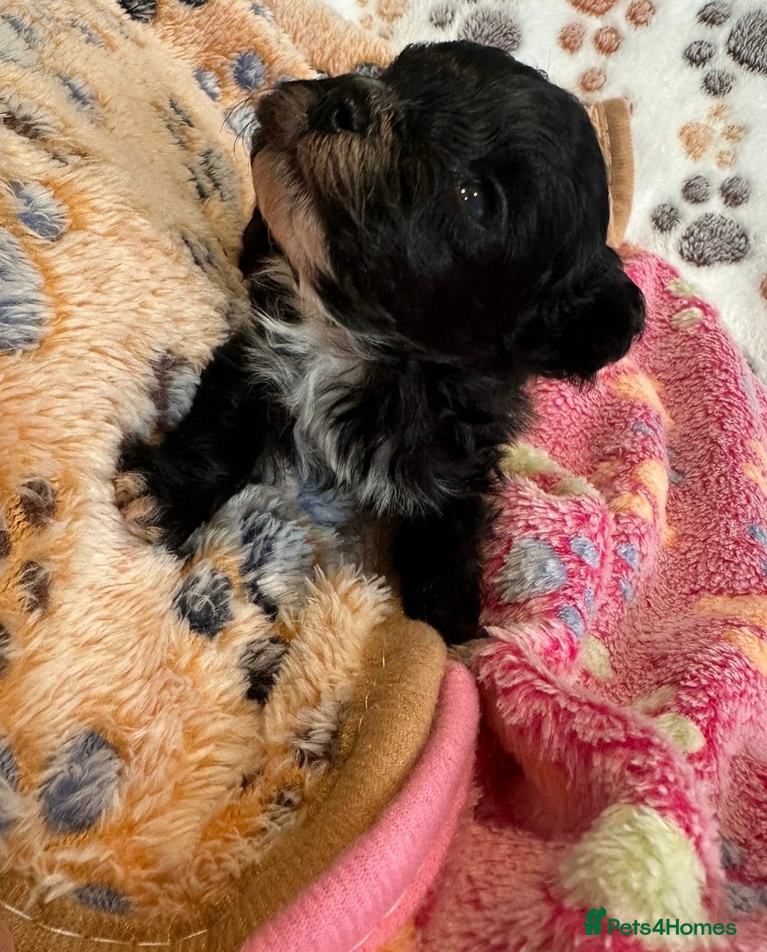 Maltipoo dogs for sale: F1 Toy Maltipoos - Image 38