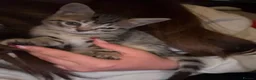 Bengal cats for sale: Beautiful Bengal X Kittens - Advert 14