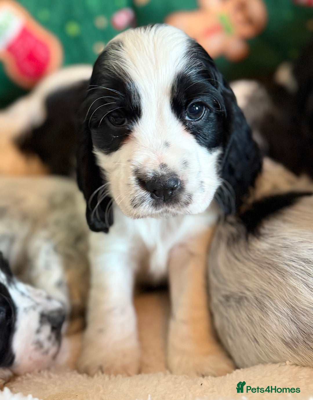 Cocker Spaniel dogs for sale: Stunning Blue Roan Pups Available - Advert 20