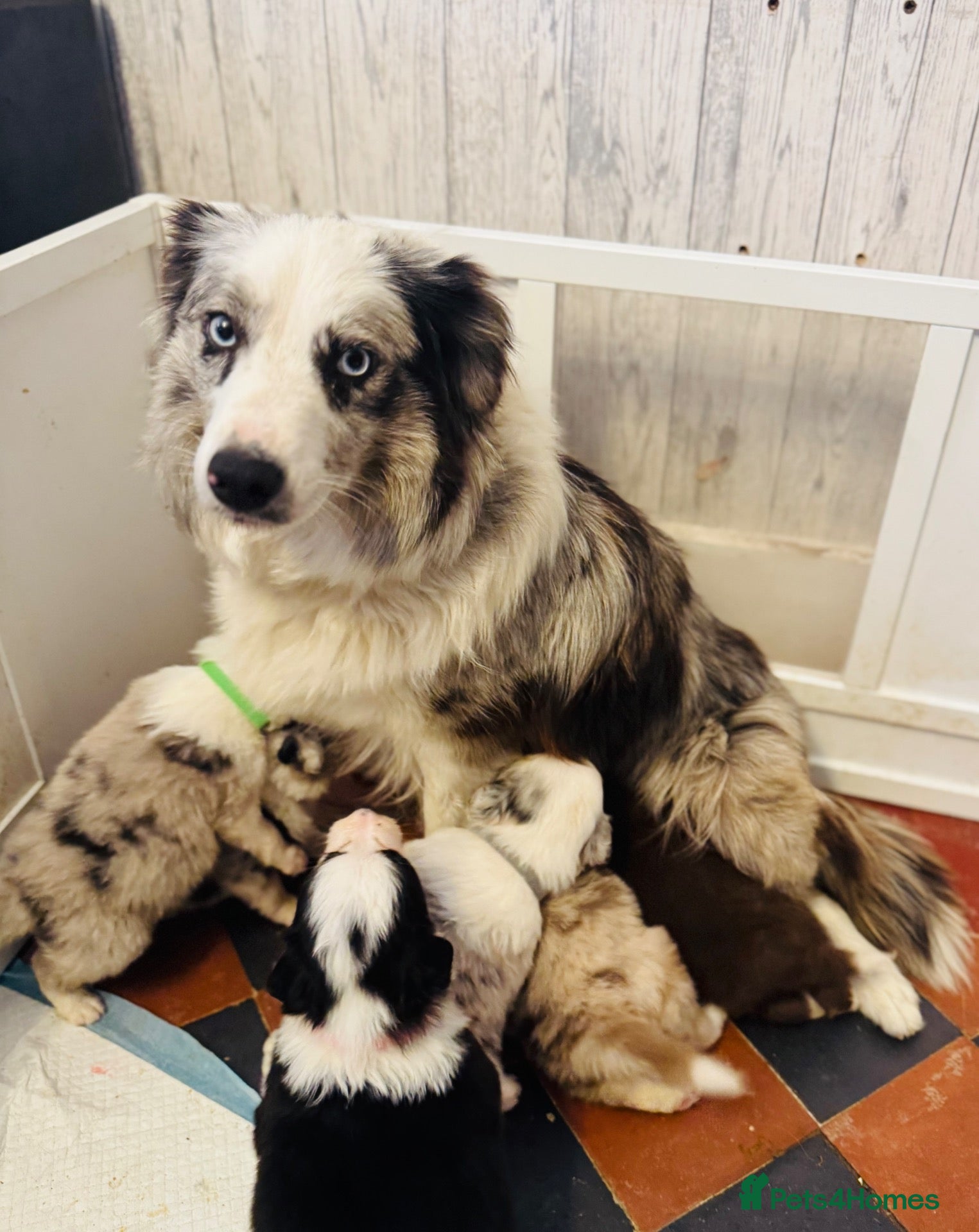 Border Collie dogs KC Registered Border Collie Puppies For Sale - Advert 1