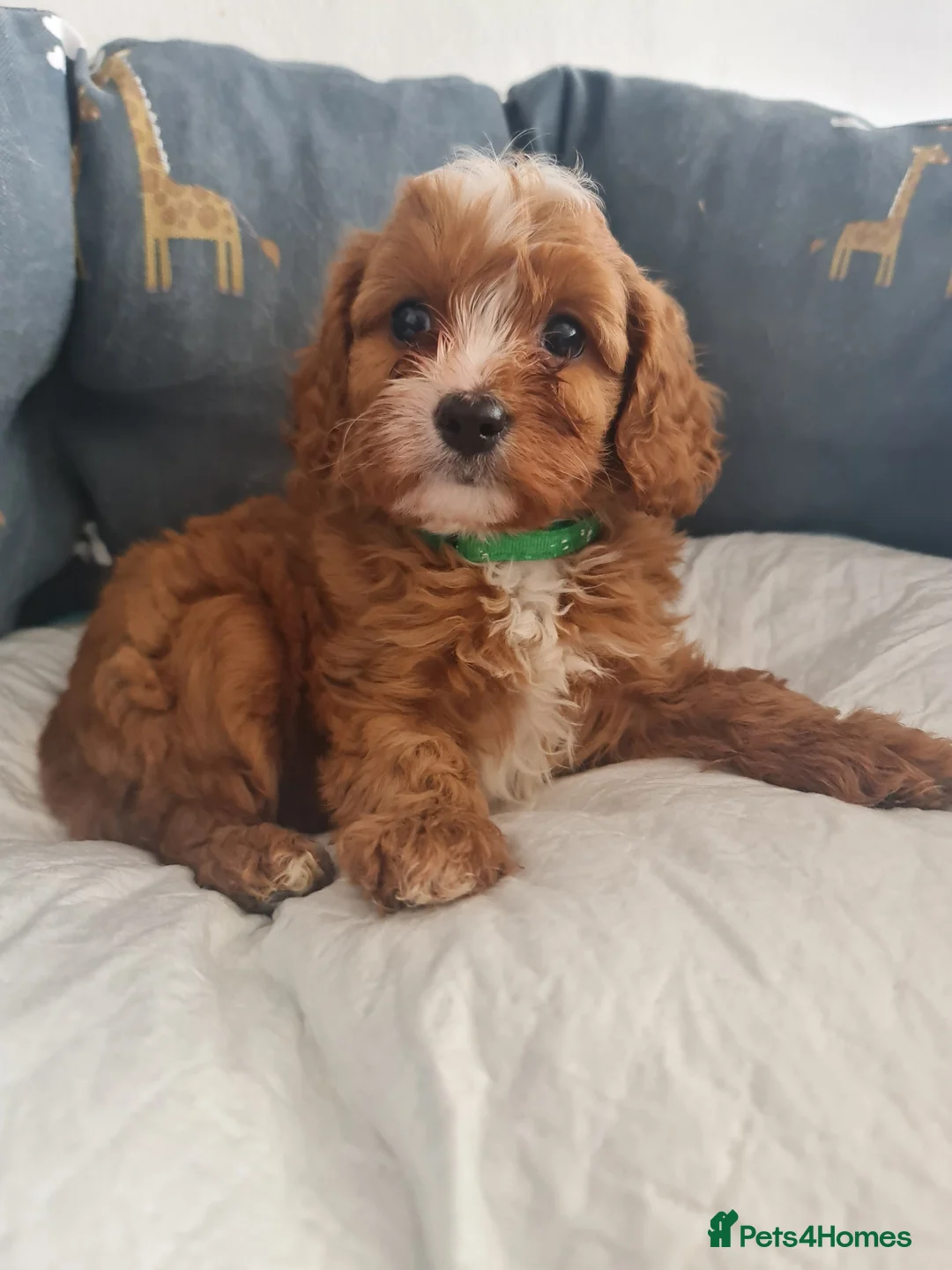 Gallery Image {{count}}