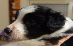 Border Collie dogs for sale: Border Collies for sale - Image 36
