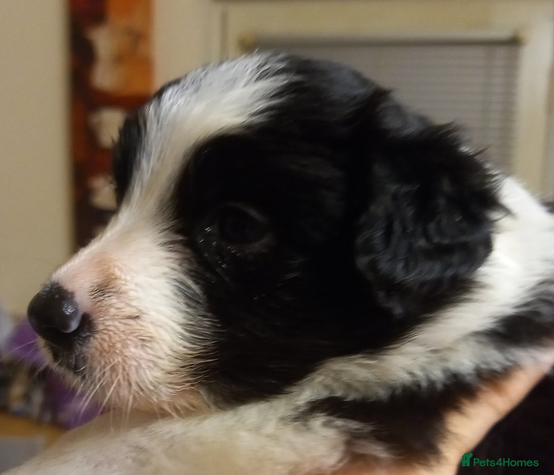 Border Collie dogs for sale: Border Collies for sale - Image 36