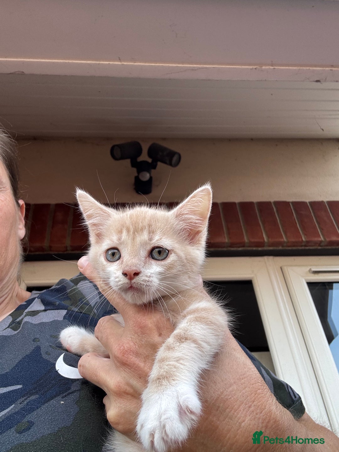 Mixed Breed cats for sale: Persian cross Ragdoll kittens real stunners - Image 15