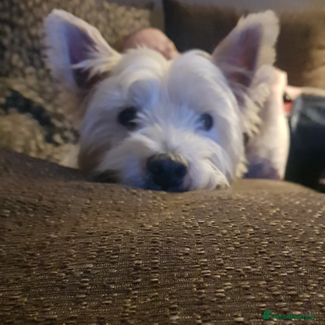 West Highland Terrier dogs for stud: Stud.. in Greenock - Image 3
