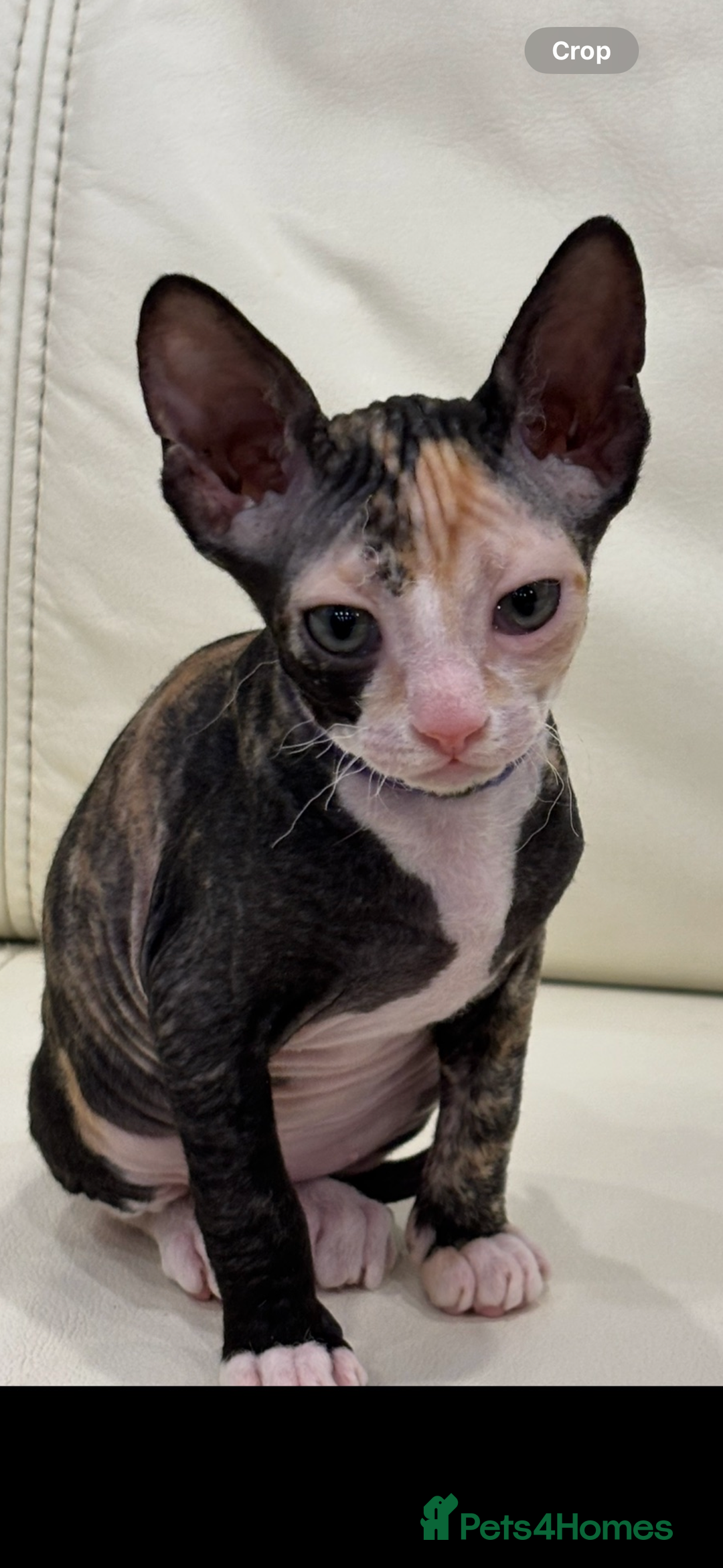 Sphynx cats for sale: Donskoy - Advert 15
