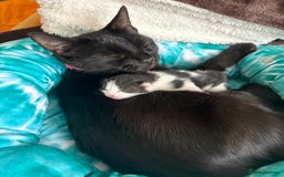 Mixed Breed cats for sale: Mixed breed kittens  - Image 29